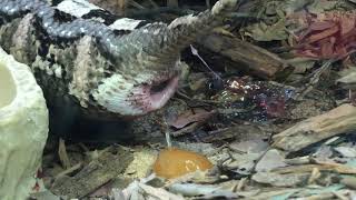 Gaboon viper giving birth [upl. by Omoj807]