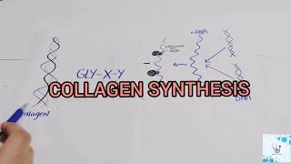 COLLAGEN SYNTHESIS [upl. by Odlanir128]