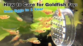 How to care for Goldfish Fry from Eggs to 1 Year [upl. by Ralleigh]