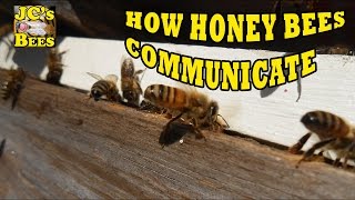 How Honey Bees Communicate Part 1 Pheromones [upl. by Pamella]