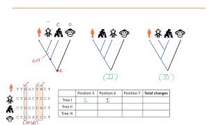 Phylogenetics Part 5  Maximum Parsimony and Maximum Likelihood methods [upl. by Anairda]