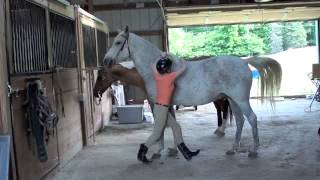 How to Mount a Horse Bareback [upl. by Avrit]