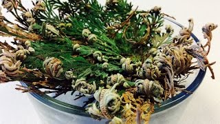 Selaginella Lepidophylla Resurrection Plant TimeLapse Video [upl. by Breskin]