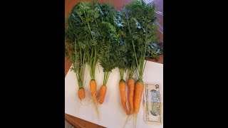 2018 hydroponic carrots start to finish [upl. by Robbins859]