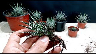 How to grow Zebra Plant Haworthia from cutting [upl. by Annoyik]