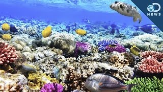 What Are Coral Reefs And Whats Their Purpose [upl. by Ennovahc]