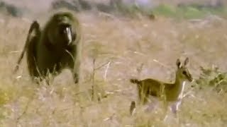 Baboon vs Baby Gazelle  Be An Animal  BBC Earth [upl. by Ibob566]