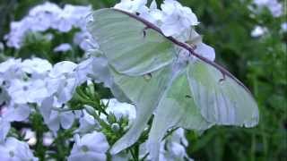 A Luna Moth Takes Flight [upl. by Snashall]