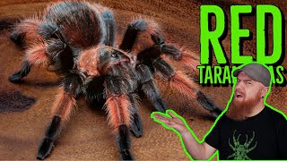 Top 10 RED Tarantulas that YOU NEED [upl. by Alleoj750]