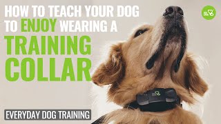 How to use dog training collar correctly Episode 1 dogcare dogtraining trainingcollar [upl. by Justen292]