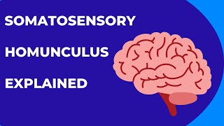 Somatosensory Homunculus Explained [upl. by Grosmark]