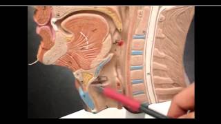 Epiploic foramen Easy notesanatomy [upl. by Eednahs]