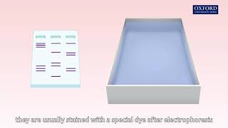 Animation 272 Gel electrophoresis [upl. by Aserahs]