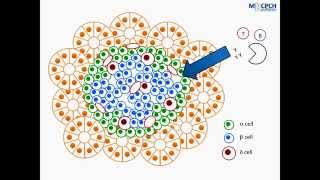 Pathophysiology of Type 1 Diabetes [upl. by Lednem]