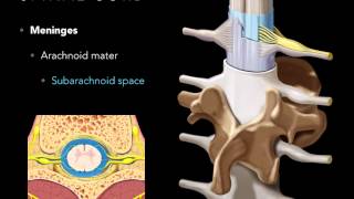 Spinal cord Meninges [upl. by Oicnedurp235]