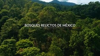 Bosques Relictos de México [upl. by Joaquin]