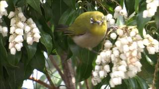 Japanese Whiteeye Zosterops japonicus [upl. by Ylhsa317]