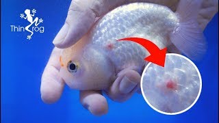 Ulcer Disease Treatment For Goldfish [upl. by Eidak81]