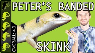 Peters Banded Skink The Best Pet Lizard [upl. by Carolus]