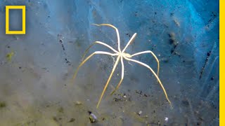 These Sea Spiders Breathe Through Their Legs  National Geographic [upl. by Small163]