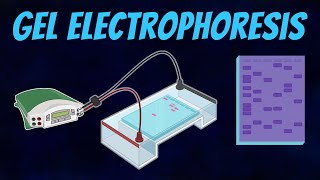 Gel Electrophoresis of DNA [upl. by Hilton]