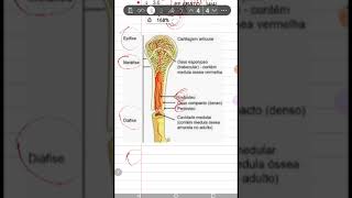 Periósteo e Endósteo [upl. by Aenat135]