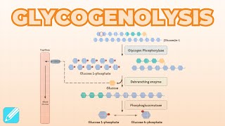 Glycogenolysis Glycogen Breakdown  Metabolism [upl. by Ingvar]