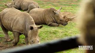 Virtual Safari Tour at Werribee Open Range Zoo [upl. by Olvan]