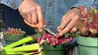 Trimming Sarracenia in Late Winter [upl. by Ahsenauq]