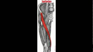 Sartorius Muscle Anatomy amp Physiology [upl. by Menashem]