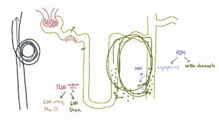 Role of Urea in the Kidney  Part 2 [upl. by Teresita]