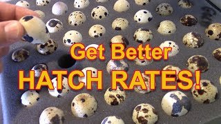 Get Better Hatch Rates  Quail hatch rates explained [upl. by Cloots]