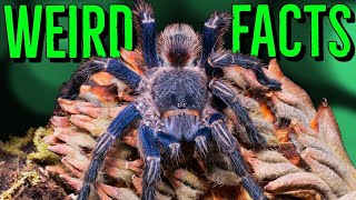 10 STRANGE Tarantulas FACTS You Wont Believe [upl. by Holman]