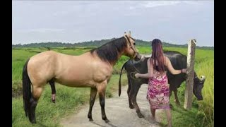 My sister training care her lovely horse in beginner 2021 [upl. by Ahsekal]