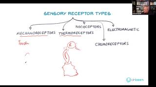 Types of Sensory Receptors [upl. by Ramona241]