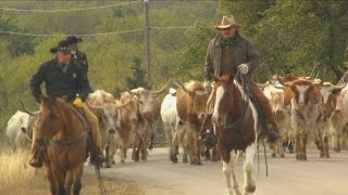 Cattle Drive Texas Country Reporter [upl. by Kappenne]