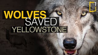 Wolves saved Yellowstone National Park  The Northern Range [upl. by Hazel204]