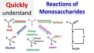 Reactions of monosaccharides [upl. by Aeneus]