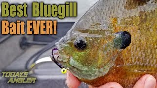 Best BIG Bluegill Bait Ever  How To  Todays Angler [upl. by Harl518]