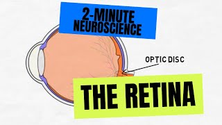 2Minute Neuroscience The Retina [upl. by Eseilenna]