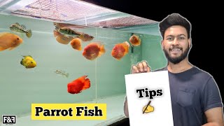 Parrot fish keeping  Parrot Fish Aquarium  Parrot Fish Tank Care and Tips [upl. by Colley342]