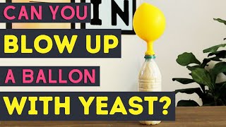 Yeast Balloon Experiment [upl. by Karoly]