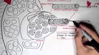 Myology  Skeletal Muscle Structure [upl. by Strep]