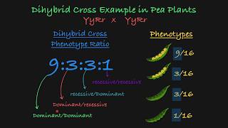 Dihybrid Cross Explained [upl. by Nicolle]