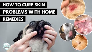 How To treat 5 Skin infection in dogs 🐕 with home remedies [upl. by Nylicaj]