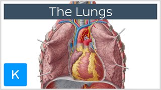 Lungs Definition Location amp Structure  Human Anatomy  Kenhub [upl. by Horton521]