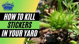 How to Kill Stickers in Your Yard [upl. by Ringo]