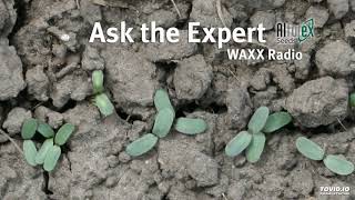 Ask The Alfalfa Expert  Spring Seeding Alfalfa 11619 [upl. by Attenauq684]