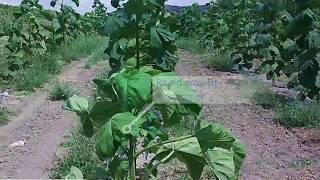 Paulownia growth video in the 1st year Kiri tree Empress tree Cathaia [upl. by Eittol]