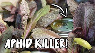 CONTROL ANTS amp APHIDS with this SIMPLE TRICK [upl. by Fidela196]